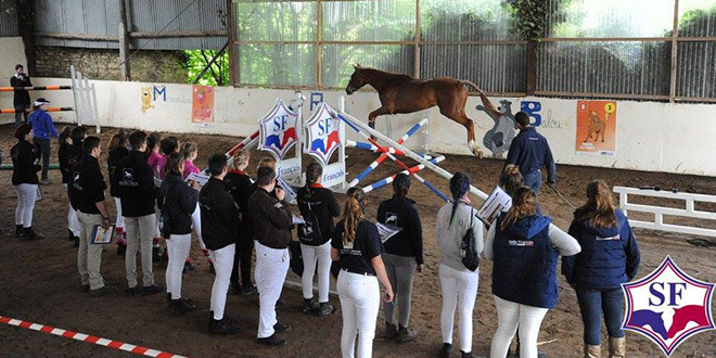 Les jeunes futurs éleveurs de Selle Français passent leur examen ! (© Stud-book Selle Français)